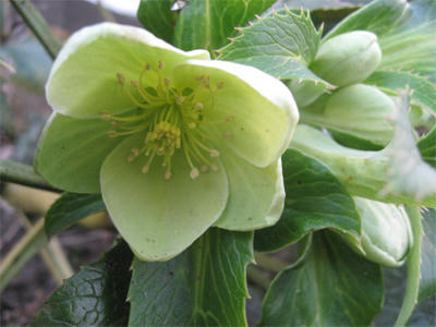 2011年のアーグティフォリウス