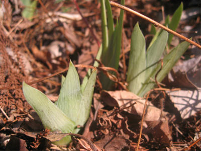 ３月11日
