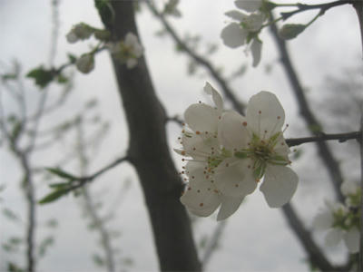 プラムの花