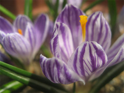 クロッカスちゃん