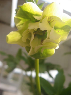 熱意のフリルちゃん