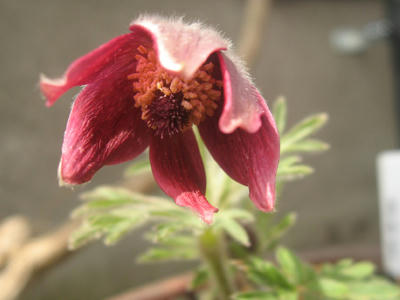 新しい仲間のオキナ草ちゃん