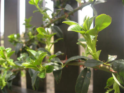 なにわのいばらの芽