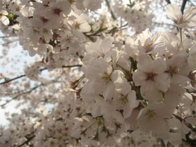 茂原公園の桜