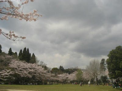 2850本の桜