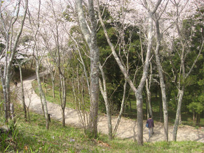 2011年の桜