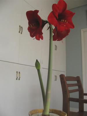 アマリリス開花