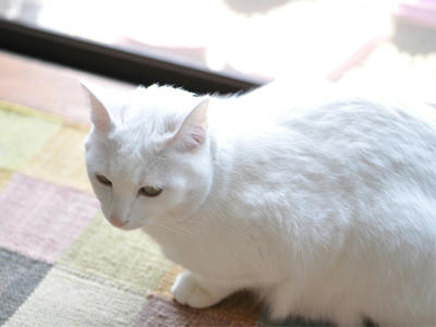 きれいなネコタ