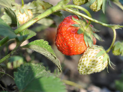 夕暮れのイチゴ