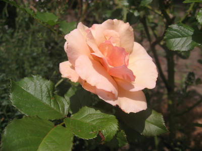アプリコット２番花