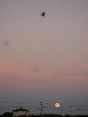 the moon and a spider