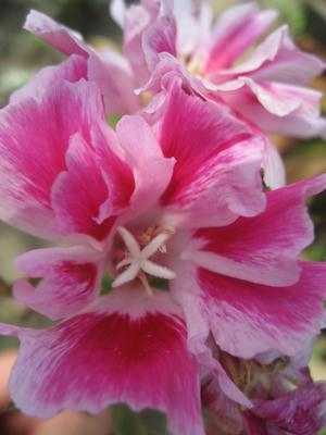 blaues blumenbeet mischung