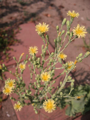 レタスの花