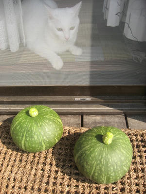 かぼちゃ