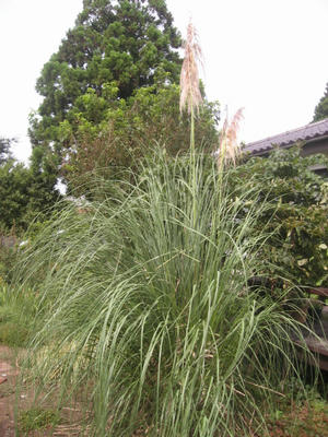 パンパスグラス