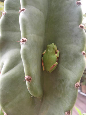 たたずむカエル