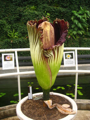 神代植物園のショクダイオオコンニャク