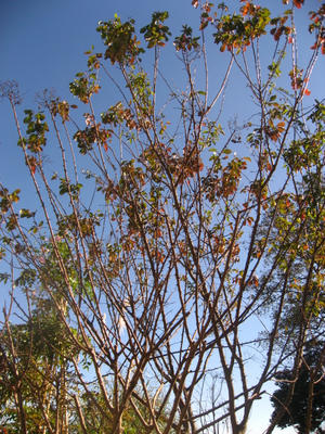 プラムちゃん落葉