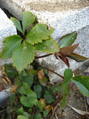 new Christmas rose