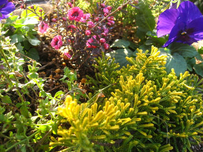 ニュー寄せ植え