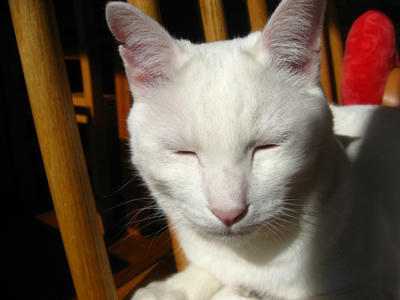 白いネコ