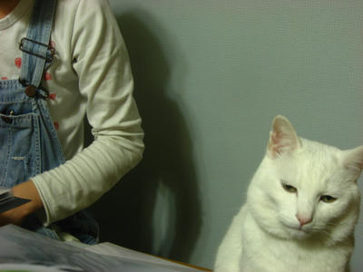 ネコ
