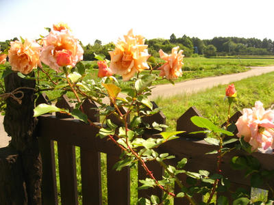 肌着色ジュリア