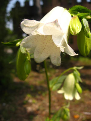 白色ホタルブクロ