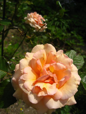 アプリコットフレグランス