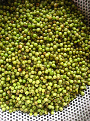 コリアンダーシード