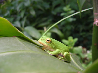 2012年のシュレーゲルガエル
