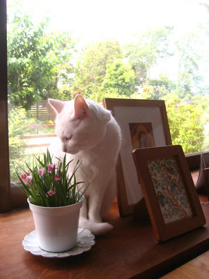 八重咲きアッツ桜