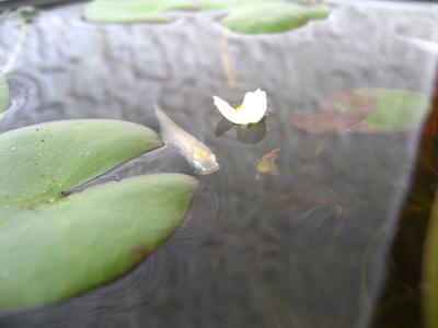 メダカちゃんと水草の花