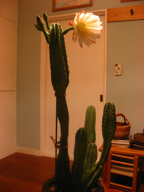 サボテン開花