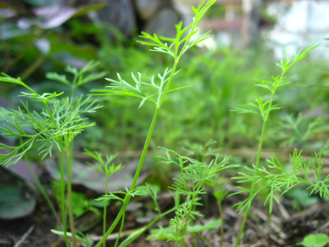 10月終わりの発芽