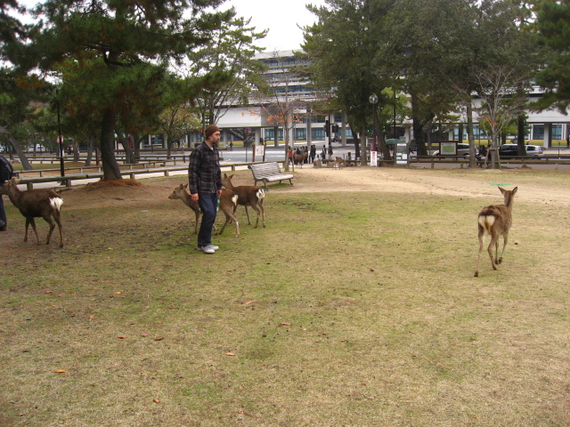 シカパラダイス