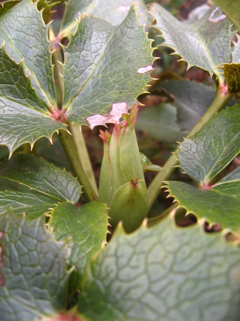 アーグチフォリウス