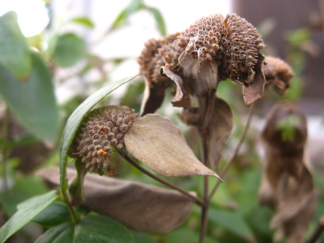 ジャイアントミント