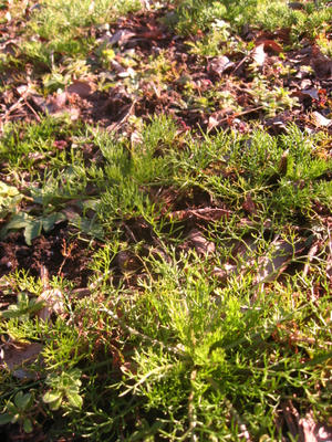 ジャーマンカモミール