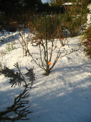 大雪