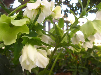 クリスマスローズ