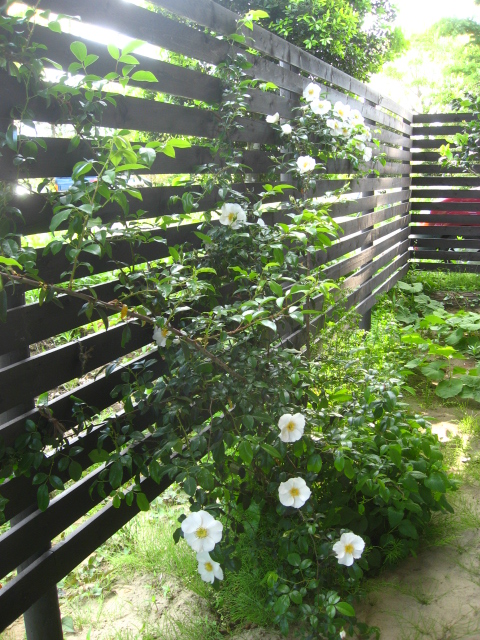 2013年のナニワノイバラ