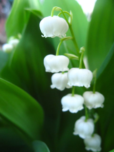 ラブリードイツスズラン