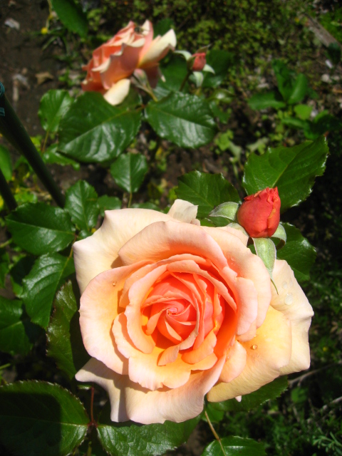 アプリコットフレグランス