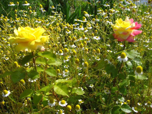 バラりんとカモミール