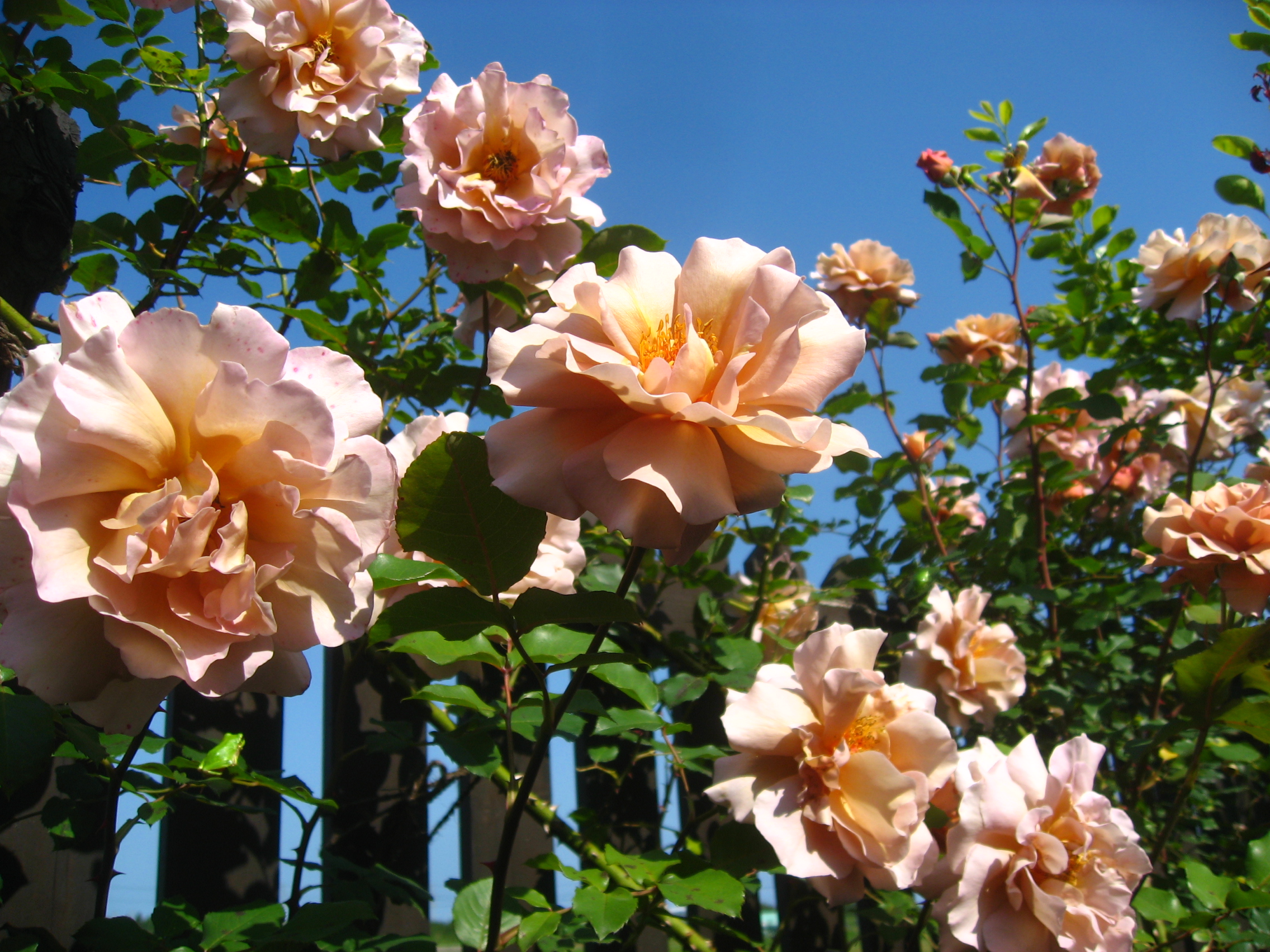 ジュリアちゃん