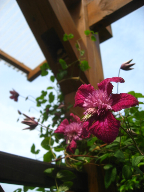 クレマチスアバンギャルド