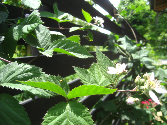 ブラックベリー