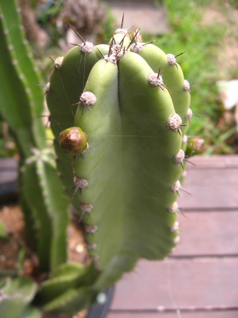 サボテンのつぼみ