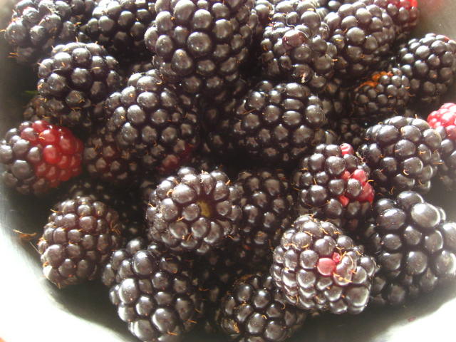 ブラックベリー